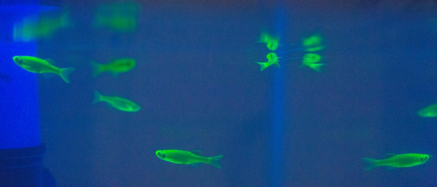 zebrafish